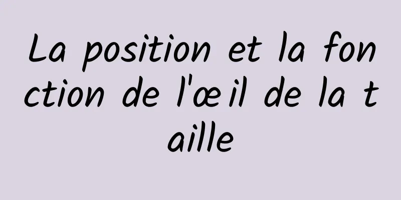 La position et la fonction de l'œil de la taille