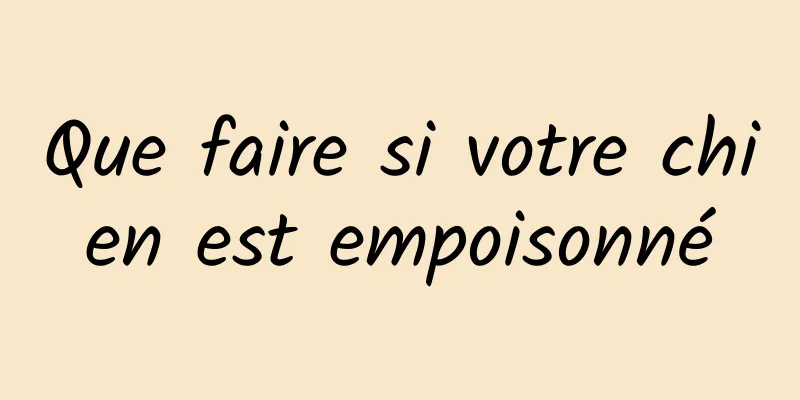 Que faire si votre chien est empoisonné