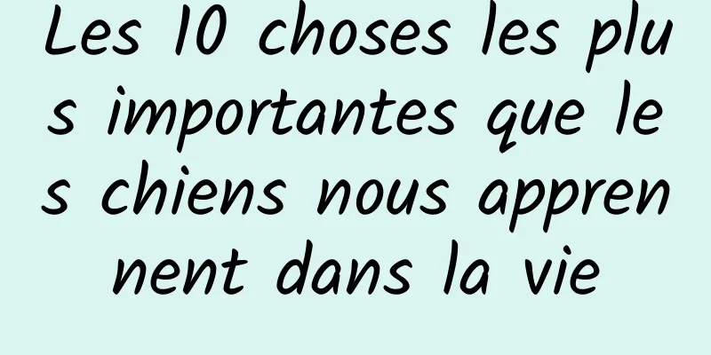 Les 10 choses les plus importantes que les chiens nous apprennent dans la vie