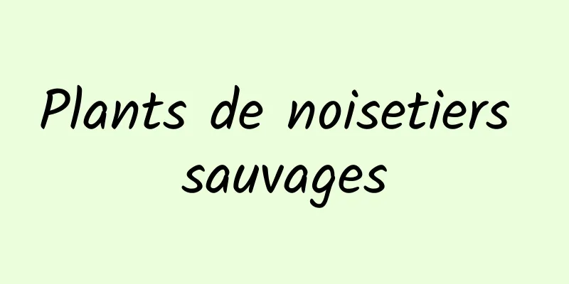 Plants de noisetiers sauvages