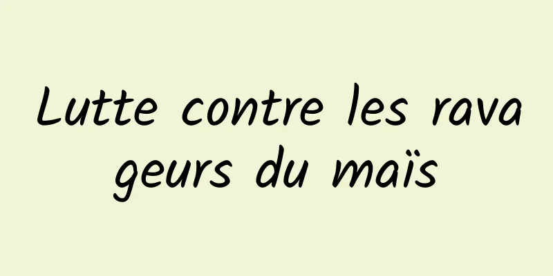 Lutte contre les ravageurs du maïs