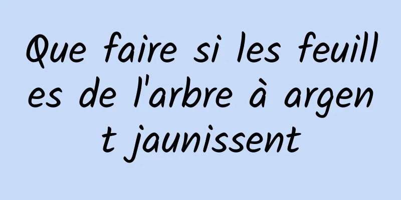 Que faire si les feuilles de l'arbre à argent jaunissent